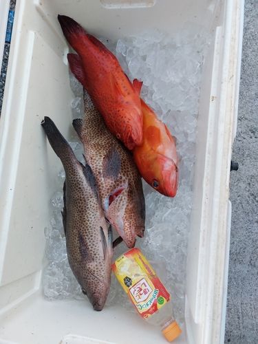 オオモンハタの釣果