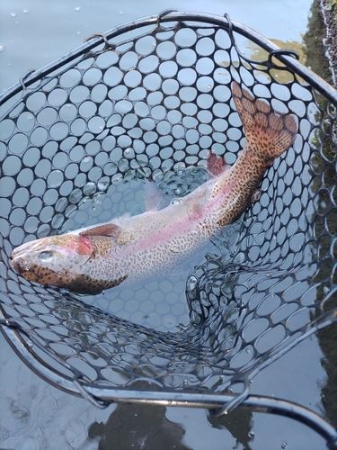 ニジマスの釣果