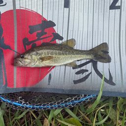 ラージマウスバス