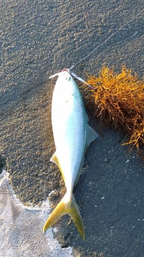 出雲崎町フィッシングブリッジ