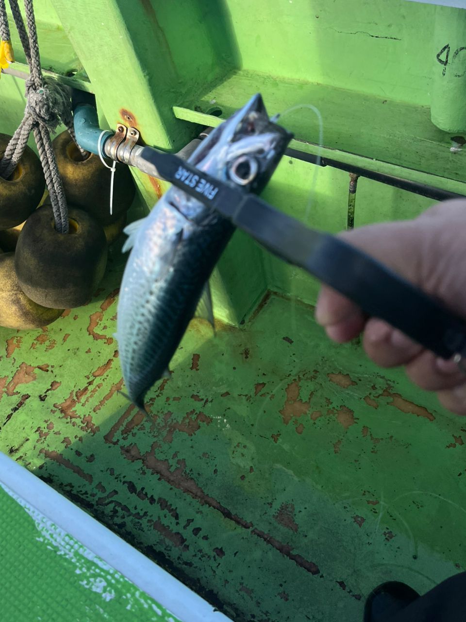 湘南の素人釣師さんの釣果 1枚目の画像