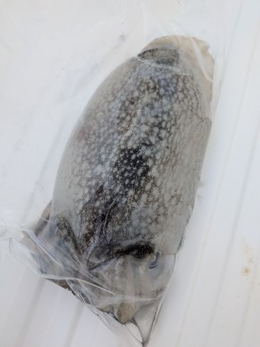 シリヤケイカの釣果