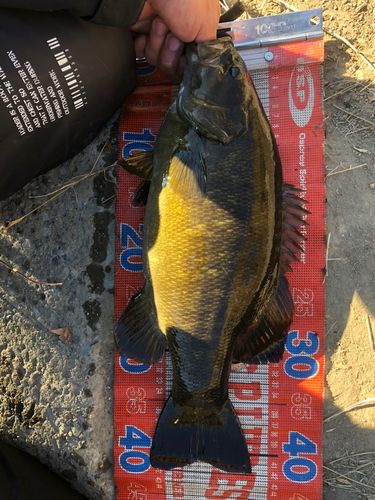 スモールマウスバスの釣果