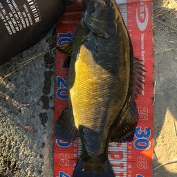 スモールマウスバス