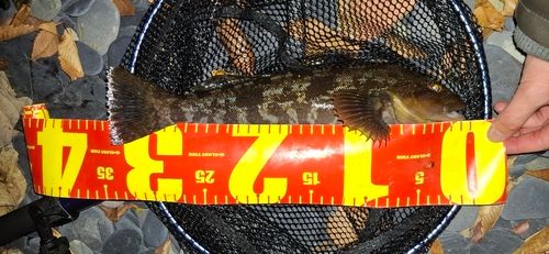 アイナメの釣果