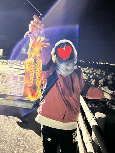 キジハタの釣果