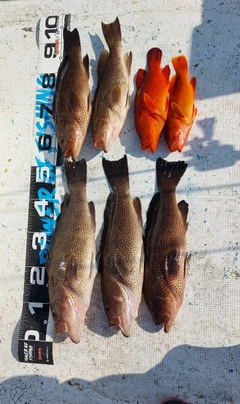 オオモンハタの釣果