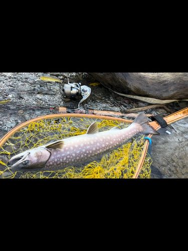 アメマスの釣果