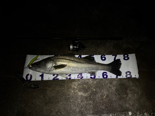 東京湾（アクアライン〜富津）