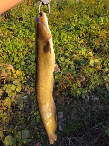 ナマズの釣果