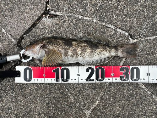 アイナメの釣果