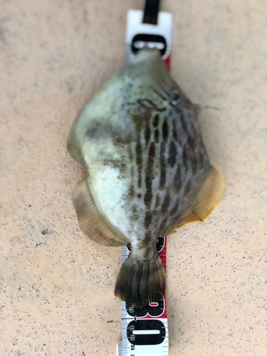 カワハギの釣果