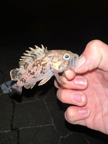 クロソイの釣果