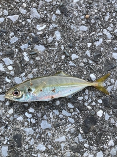 セイゴ（ヒラスズキ）の釣果