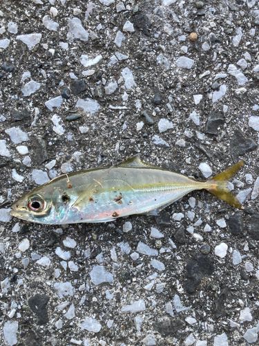 セイゴ（ヒラスズキ）の釣果