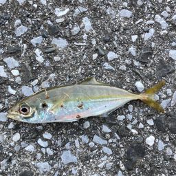 セイゴ（ヒラスズキ）