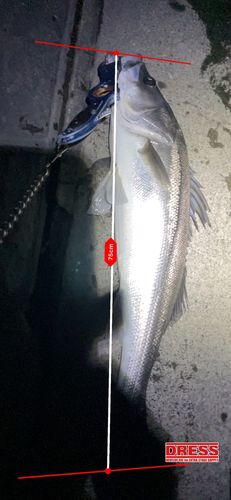 シーバスの釣果