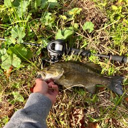 スモールマウスバス