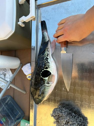 トラフグの釣果