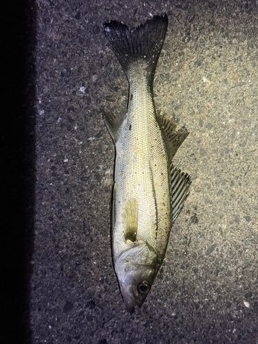 セイゴ（マルスズキ）の釣果