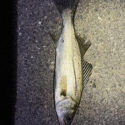 セイゴ（マルスズキ）