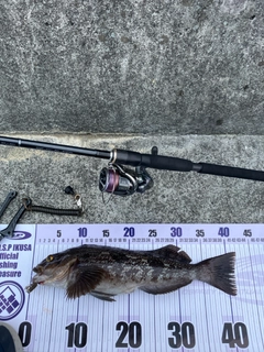 アイナメの釣果