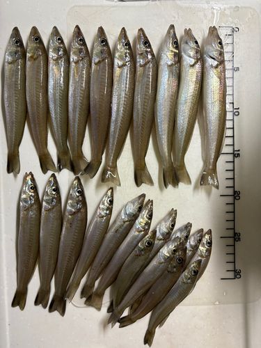 シロギスの釣果