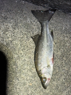 セイゴ（マルスズキ）の釣果