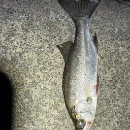 セイゴ（マルスズキ）