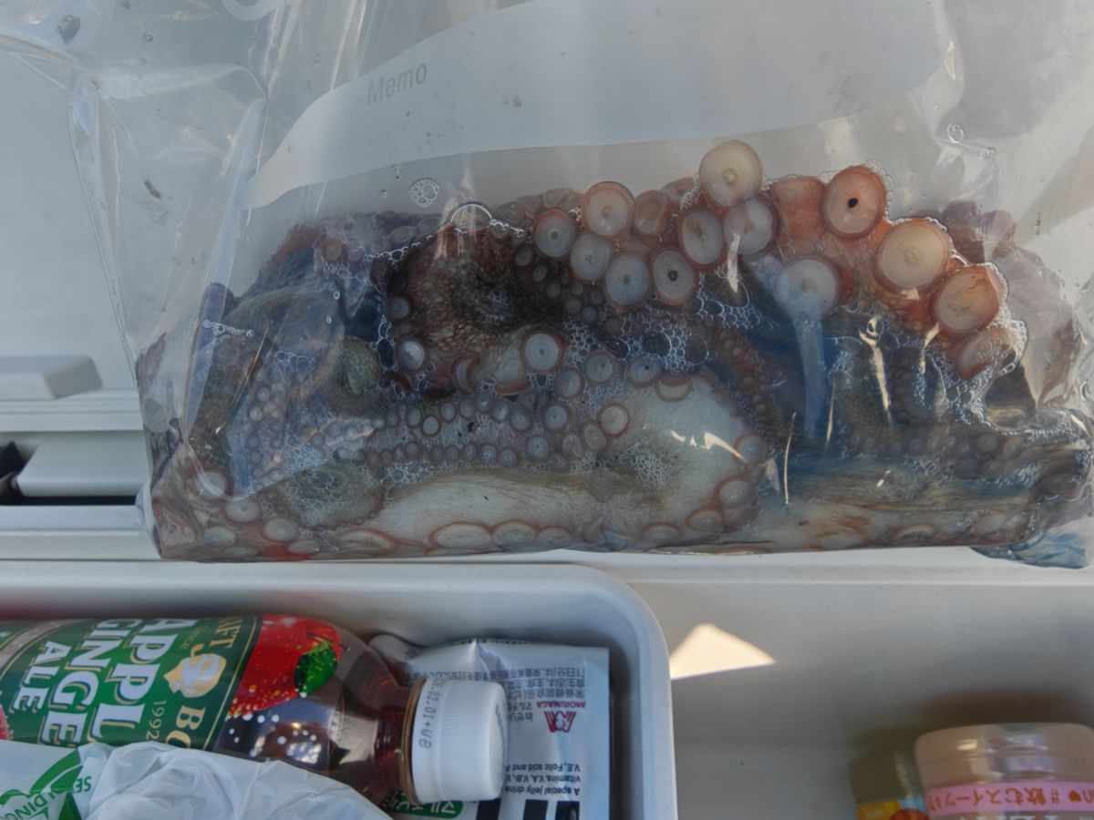 貴斗(タカト)さんの釣果 3枚目の画像