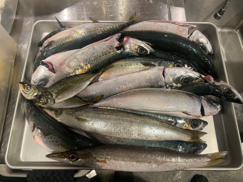 ゴマサバの釣果