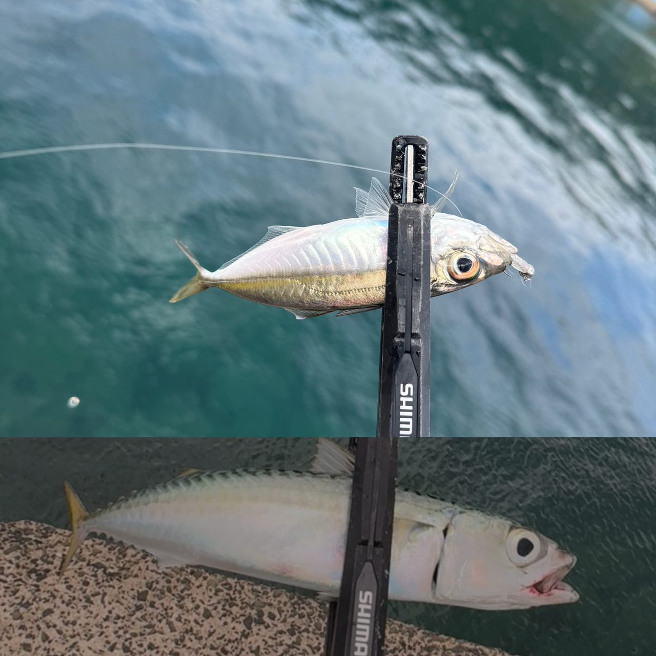 ✨ 福岡アングラー✨ Chi-iさんの2025年11月22日(土)の釣行(福岡県 - 博多湾