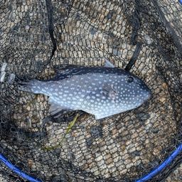 アオスジモンガラ