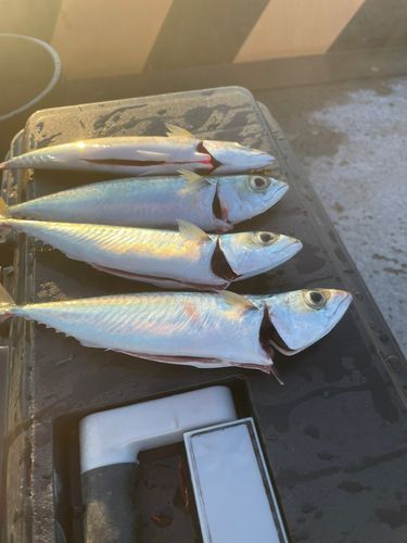 サバの釣果