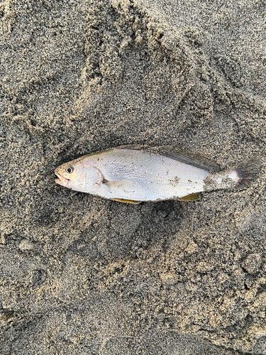 ニベの釣果