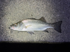 セイゴ（ヒラスズキ）の釣果