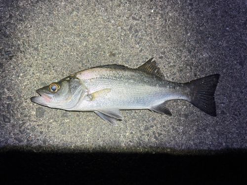 セイゴ（ヒラスズキ）の釣果