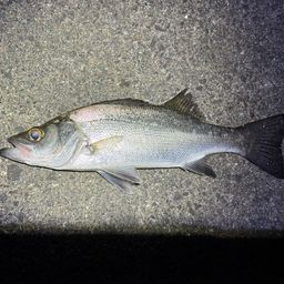 セイゴ（ヒラスズキ）