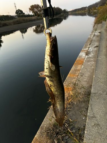 ナマズの釣果