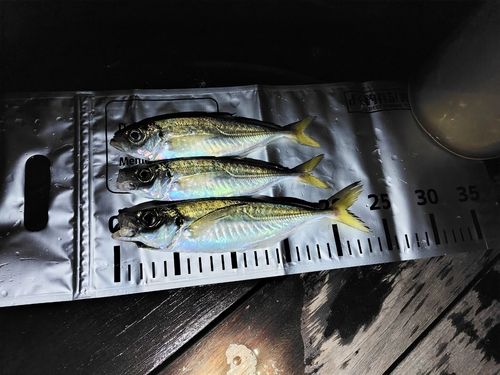 マアジの釣果
