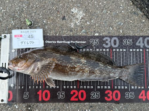 アイナメの釣果