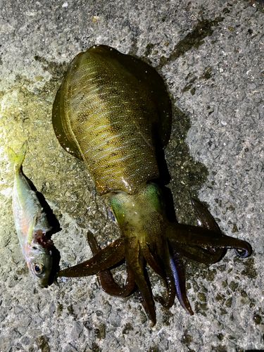 アオリイカの釣果