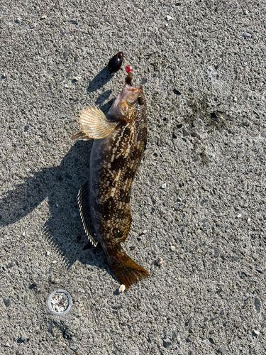 アイナメの釣果