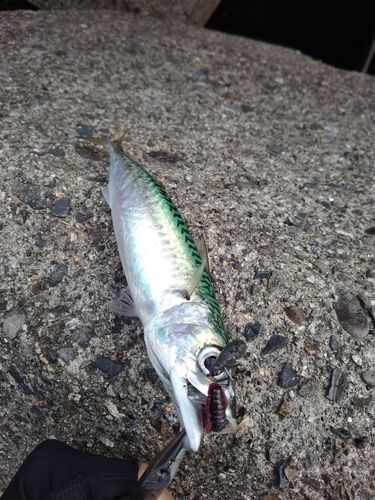 サバの釣果