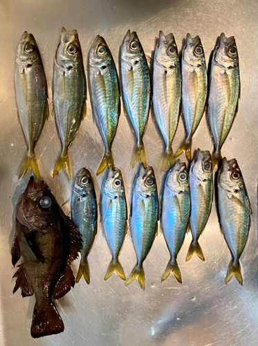 アジの釣果