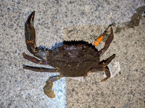 イシガニの釣果