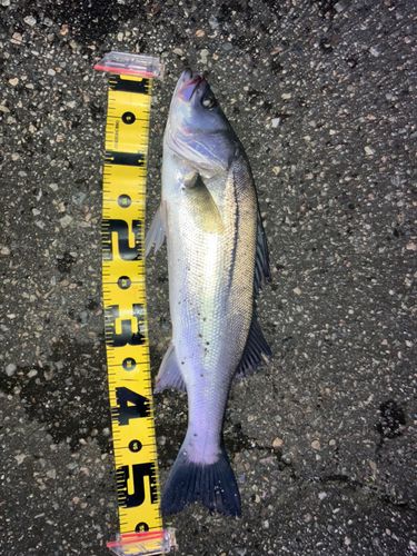 シーバスの釣果