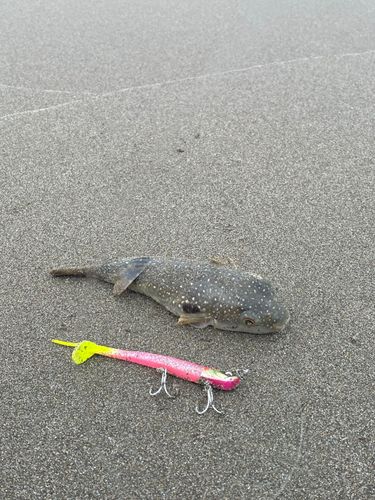 アカメフグの釣果