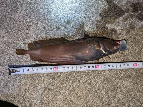 チゴダラの釣果