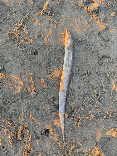 タチウオの釣果